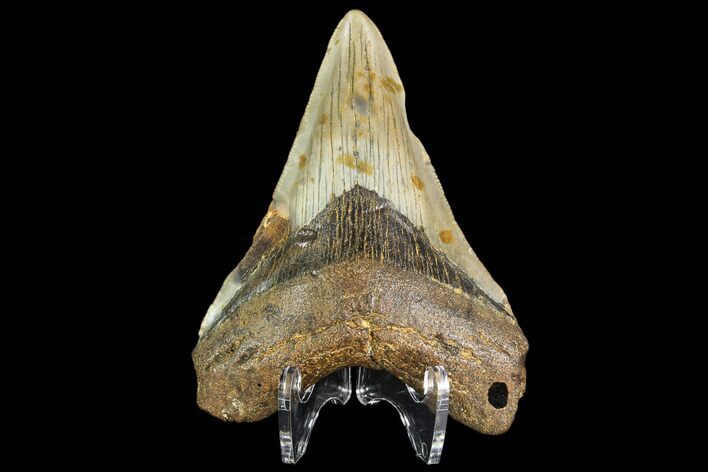 Fossil Megalodon Tooth - North Carolina #109540